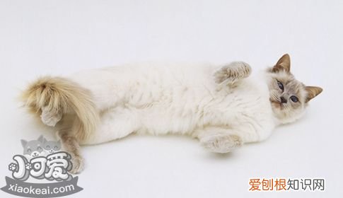 巴厘猫猫鼻支,巴厘猫,猫，猫咪得猫鼻支