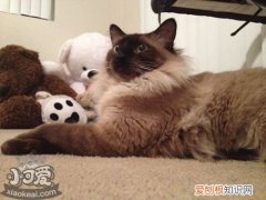 巴厘猫肠炎,巴厘猫,猫，猫的急性肠炎