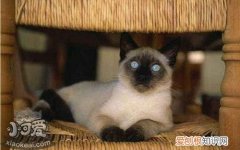 巴厘猫脱水,巴厘猫,猫，巴厘猫体重
