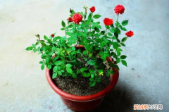 三角梅怎样才开花 三角梅用办法开花最快