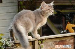 威尔斯猫干呕,威尔斯猫,猫