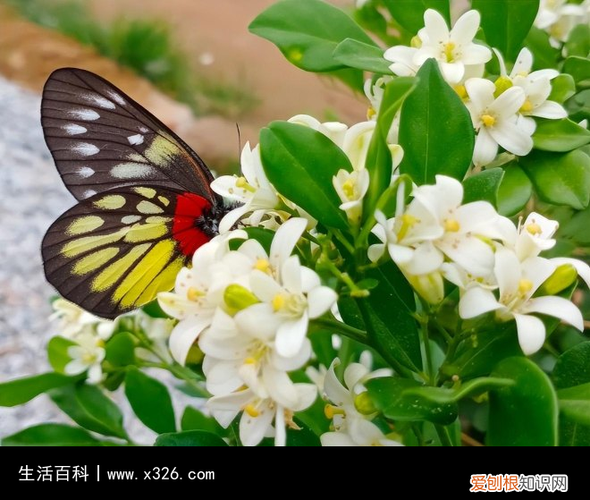 松柏象征是什么 松柏表示什么象征意义