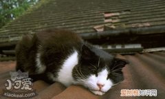 威尔斯猫副伤寒,威尔斯猫,猫，猫伤寒症状