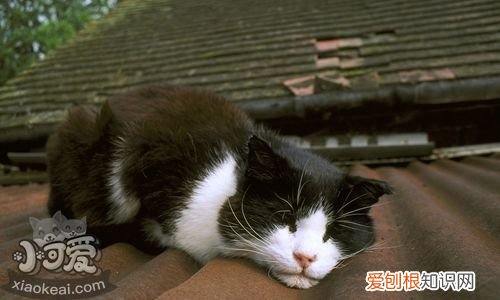 威尔斯猫副伤寒,威尔斯猫,猫,猫伤寒症状