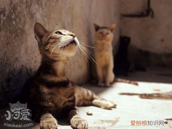 索马里猫幽门阻塞,索马里猫,猫,索马里猫百科