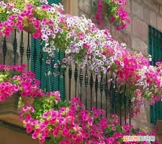 无花果树什么时候剪枝最好 桂花树什么时候修剪最好