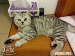 美国短尾猫睡觉抽搐,美国短尾猫,猫，美系英短猫