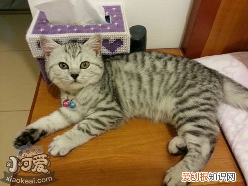 美国短尾猫睡觉抽搐,美国短尾猫,猫，美系英短猫