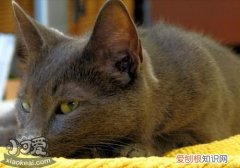 科拉特猫生病,科拉特猫,猫，科拉特猫性格