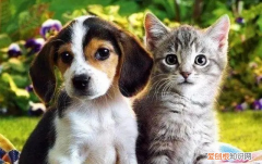 狗狗呕吐后发抖是怎么办 狗狗呕吐完发抖是为什么