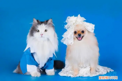 狗不爱吃狗粮了 狗不想吃狗粮