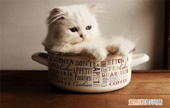 为啥小猫肚子咕咕叫 小猫肚子咕咕叫是怎么回事