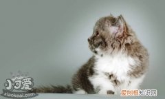 塞尔凯克卷毛猫有牙结石,卷毛猫,猫，赛尔凯克猫有不是卷毛的吗