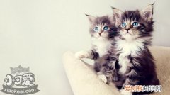 安哥拉猫咳嗽,安哥拉猫,猫，宠物猫咳嗽