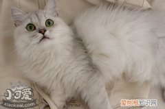 安哥拉猫脱水,安哥拉猫,猫，安哥拉猫图片
