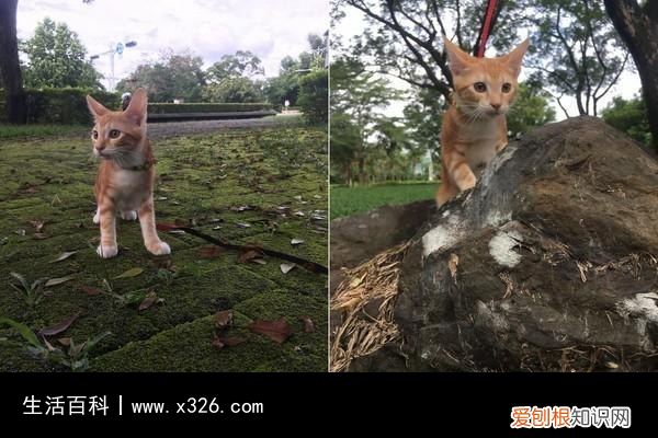 鱼蛋是长什么样的 鱼蛋是什么鱼