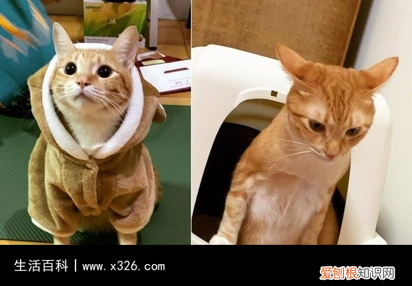 鱼蛋是长什么样的 鱼蛋是什么鱼