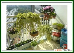 立秋后兰花可以淋雨吗为什么 立秋后兰花可以淋雨吗