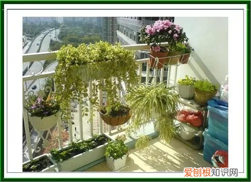 立秋后兰花可以淋雨吗为什么 立秋后兰花可以淋雨吗