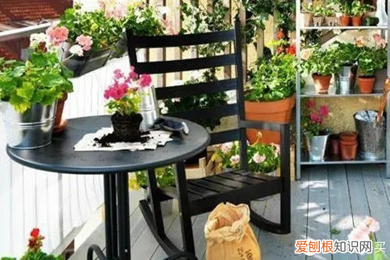 白菜出苗后几天打药水 白菜出苗后几天打药好