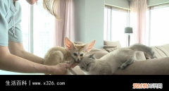 耳廓狐的特征 耳廓狐是狗还是狐狸