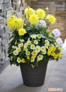 君子兰烂根咋处理视频 君子兰烂根如何处理视频