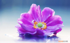 瓜叶菊怎么养殖方法 瓜叶菊的养殖方法和注意事项图片