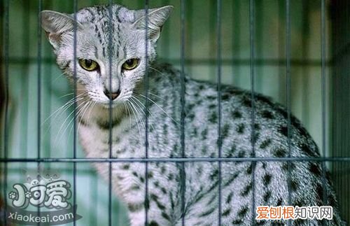 被埃及猫抓伤,埃及猫,猫，猫灭掉了埃及人