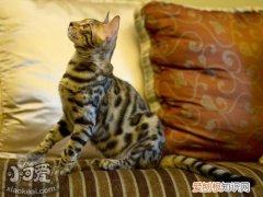 埃及猫感冒,埃及猫,猫，埃及猫是宠物猫吗