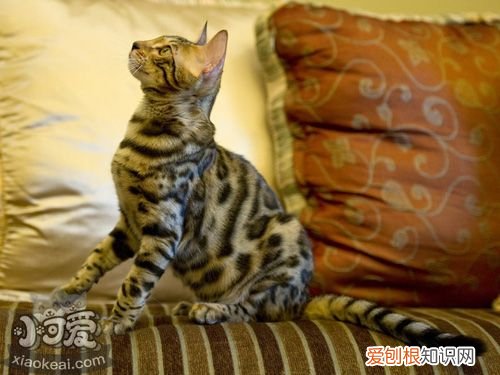 埃及猫感冒,埃及猫,猫，埃及猫是宠物猫吗