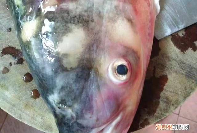 鱼头白汤怎么做好吃,做鱼头汤鱼头去鳃吗