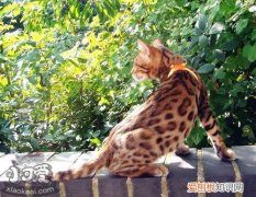 埃及猫身上有黑点,埃及猫,猫，埃及猫的样子