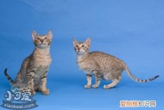 东方短毛猫,猫弓形虫病,猫，猫与弓形虫病