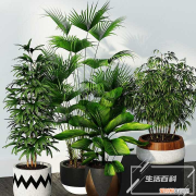 马蹄莲的风水禁忌和禁忌有哪些 马蹄莲的风水禁忌和禁忌是什么