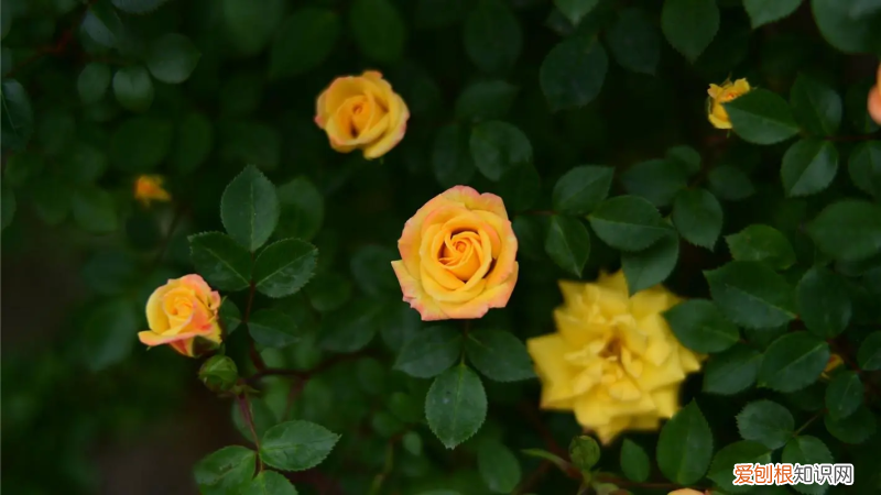 蓝蝴蝶花苗的养殖方法 蓝蝴蝶花的养殖方法和管理