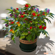 蓝蝴蝶花苗的养殖方法 蓝蝴蝶花的养殖方法和管理