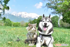 母猫乳房硬块会自己好吗 母猫哺乳后下腹一片硬块很大