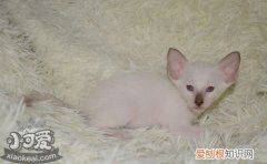 东方短毛猫尿道阻塞,东方短毛猫,猫，猫猫尿道口