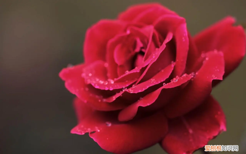 盆栽栀子花的养殖方法和注意事项图片 盆栽栀子花的养殖方法和注意事项北方天浇一次水