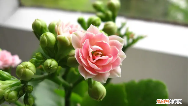 盆栽栀子花的养殖方法和注意事项图片 盆栽栀子花的养殖方法和注意事项北方天浇一次水