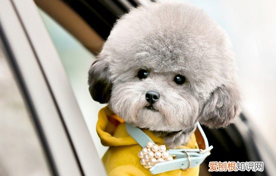 泰迪早上吐黄水有沫沫 泰迪吐黄水有沫是什么原因