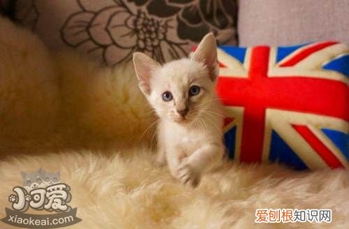 东方短毛猫贫血,东方短毛猫,猫，东方短毛猫是什么猫