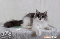 西伯利亚猫肾衰,西伯利亚猫,猫，西伯利亚猫体重