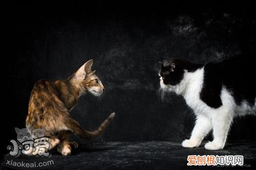 东方短毛猫猫瘟,东方短毛猫,猫，东方短毛猫是哪里的品种