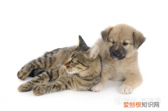 狗用的驱虫药猫能用吗? 狗用驱虫药可以给猫吃吗