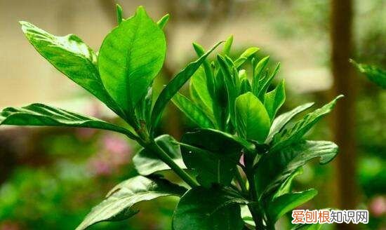 栀子花多久浇一次水，栀子花怎么养多长时间浇一次水