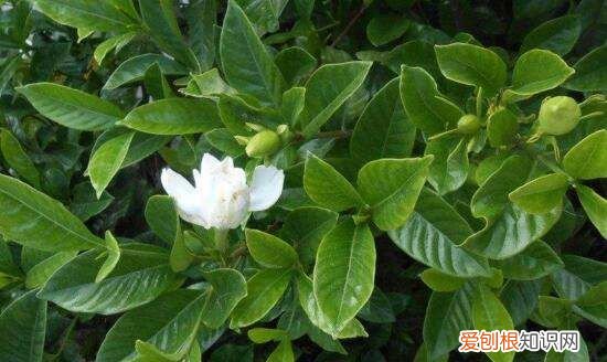 栀子花多久浇一次水，栀子花怎么养多长时间浇一次水