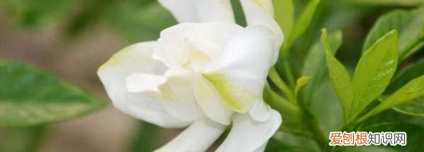 栀子花多久浇一次水，栀子花怎么养多长时间浇一次水