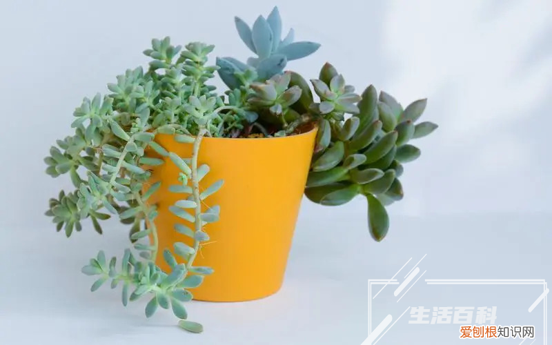 养兰花的知识 养兰花知识大全与技巧