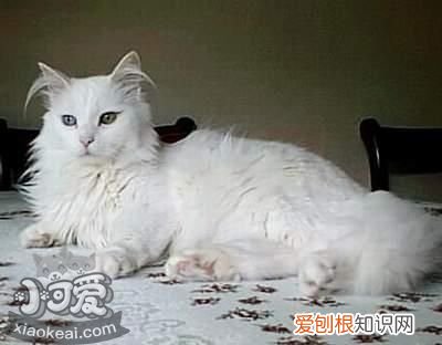 伯曼猫脑炎,伯曼猫,猫,伯曼猫幼猫